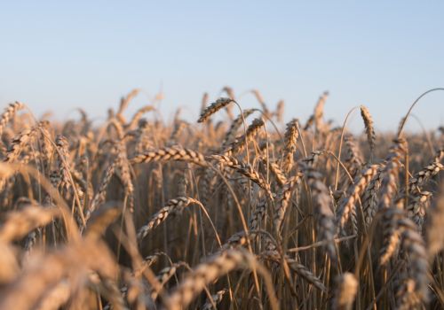 Agriculture